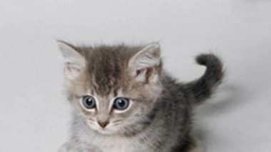 Une Japonaise a contracté le SFTS sans avoir été piquée par une tique, mais après une morsure de chat.