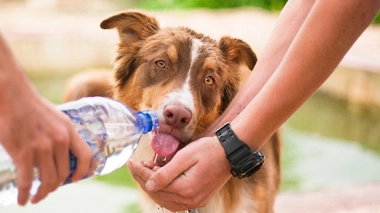 Crédit photo : ©Pixabay - En période de fortes chaleurs, pensez aussi à nos animaux de compagnie !