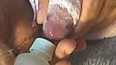 Le premier biberon au colostrum, très nutritif. (Photo Timothé Dereix) 