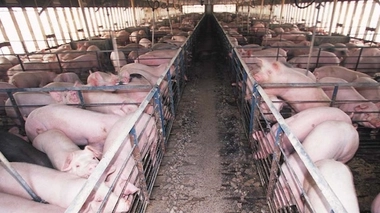 Cas de peste porcine à la frontière belge : une ”zone blanche” sera vidée de sangliers