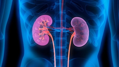 Syndrome de Bartter et de Gitelman : les reins en danger