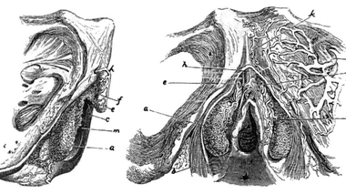 Le clitoris, histoire d’une omerta