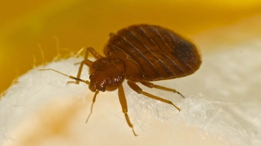 image d'illustration