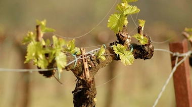 Pesticides : le cancer de Denis Bibeyran n'a pas été reconnu comme "maladie professionnelle"