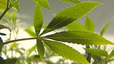 En décembre 2013, le gouvernement uruguayen de Pepe Mujica avait été le premier au monde à légaliser la production, la distribution et la consommation du cannabis.