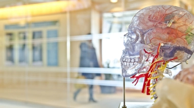 Un neurochirurgien affirme avoir réussi une "greffe de tête" sur un cadavre