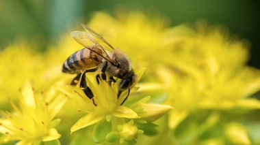 Les pesticides de la famille des néonicotinoïdes sont en passe d'être interdits en France.