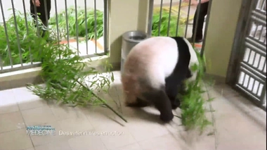 Baptême du bébé panda : revoir les images de sa naissance