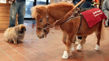 Le premier cheval-guide américain. Crédit : Flickr/Michael Andersen CC 2.0