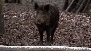 En 2016, 1 200 000 personnes pratiquant la chasse ont été recensées. ©VisualHunt