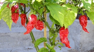 Un plant de piments Carolina Reaper (cc-by-sa Magnolia677)