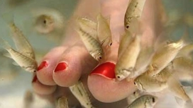 Gare aux dangers de la fish pedicure !