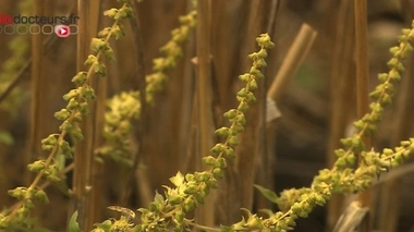 La lutte contre l'ambroisie, "c'est l'affaire de tous !"