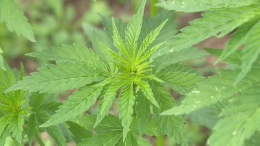 Cannabis thérapeutique : un collectif de patients réclame une large accessibilité