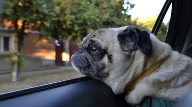 Quand il fait 35°C, la température à l'intérieur de la voiture grimpe à 60°C un quart d'heure 