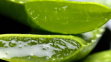 Il faut uniquement consommer le gel transparent à l'intérieur de la feuille