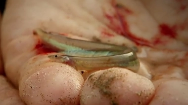 Candiru : le poisson qui rentre dans votre pénis