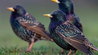 Quand le Prozac perturbe la libido des étourneaux