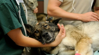 Etats-Unis : accros aux opioïdes, ils blessent leur animal pour obtenir une ordonnance