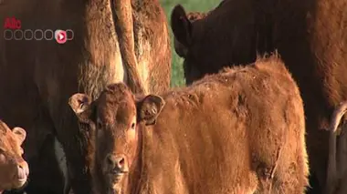 50 animaux sont morts à cause de la fièvre charbonneuse dans les Hautes Alpes