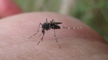 Un moustique Aedes aegypti