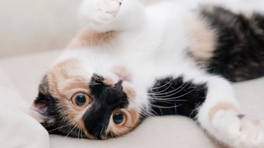 De nombreux Français dorment avec leurs animaux, même quand ceux-ci sont traités avec des néonicotinoïdes. 