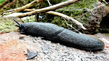 Une limace (image d'illustration). cc-by-sa John Hill