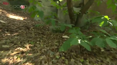 Champignons : une cueillette dangereuse