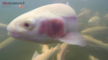 L'aquaponie, une production 100% écolo