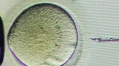 Bébés génétiquement modifiés : la Chine ouvre une enquête