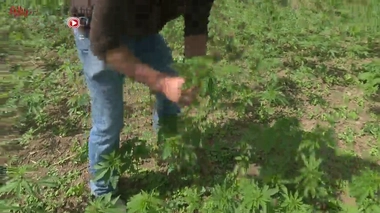 Cannabis thérapeutique : l'avis très attendu de l’ANSM