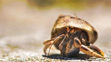 crédit photo: ©Pixabay