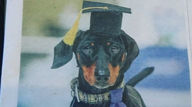 Jimmy Chipolata, psy à quatre pattes