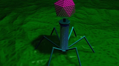 Antibiorésistance : les phages, un complément aux antibiotiques ?