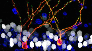 Deux jeunes neurones.