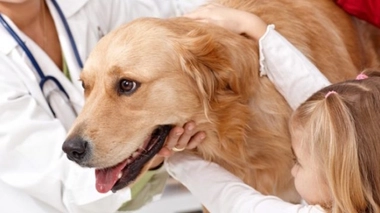 Les chiens capables de prédire les crises d’épilepsie ?