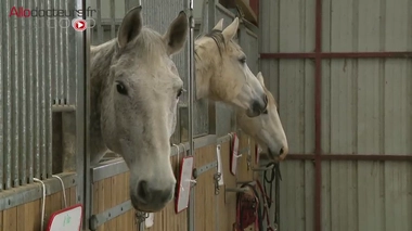 Un refuge pour les animaux blessés et abandonnés