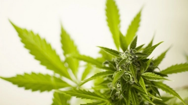 Cannabis : les Français, plus gros consommateurs en Europe