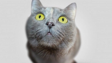 Les traitements à base de perméthrine sont toxiques pour les chats dès quelques gouttes