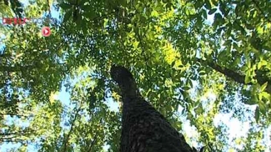 Enterrement écolo légalisé aux USA : le "compost humain", un business florissant ?