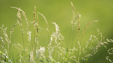 Pollens : sept départements en alerte rouge aux graminées