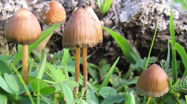 États-Unis : des champignons hallucinogènes légaux contre la dépression
