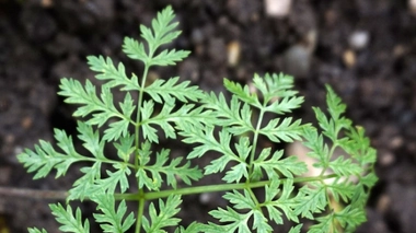 Feuilles de grande ciguë, à ne pas confondre avec du persil plat.