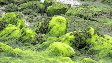 Algues vertes : la justice saisie après le décès d'un joggeur