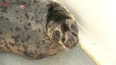 Sujet diffusé le 16 juillet 2019