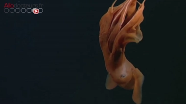 Sujet diffusé le 17 juillet 2019