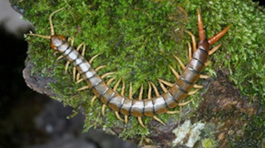 Un Chinois meurt après avoir mangé des insectes et des reptiles vivants