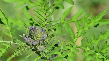 Retour du pollen d’ambroisie : gare aux allergies !