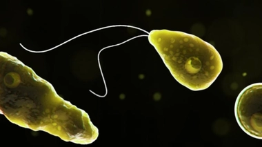 Illustration de l'amibe Naegleria fowleri. 