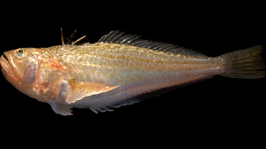 La vive a des épines sur sa nageoire dorsale.